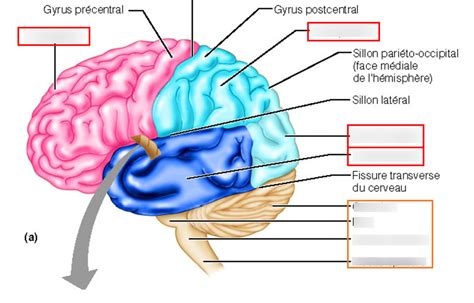 Lobes Du Cerveau Diagram Quizlet