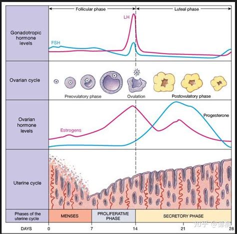 女生月经与激素变化 知乎