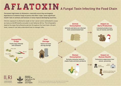 Aflatoxins In Kenyas Food Chain Overview Of What Researchers Are