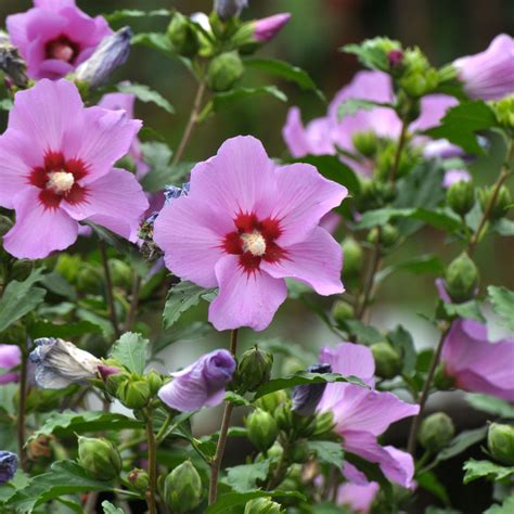 Hibiscus Spring Planting Bare Root Shrub By Jamieson Brothers