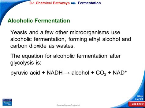 What is the Equation for Alcoholic Fermentation After Glycolysis ...