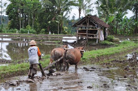 plowing plow fields  photo  pixabay pixabay