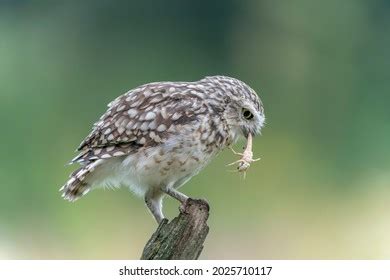 Grasshopper Owl Images Stock Photos Vectors Shutterstock