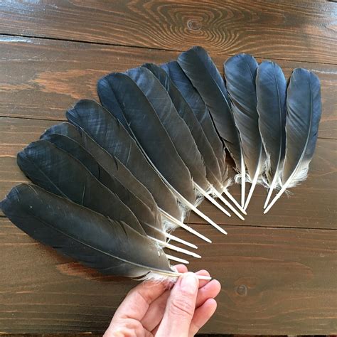 13 Black Crow Feathers Natural Black Feathers Dark Real Bird - Etsy