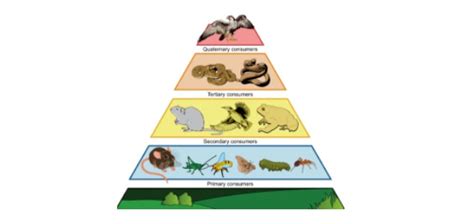 Trophic Level Definition Types And Examples I Notesbard