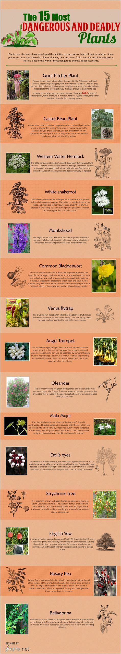 The 15 Most Dangerous And Deadly Plants Infographic Deadly Plants Poisonous Plants Medicinal