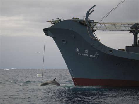 Les Navires De Chasse La Baleine Sont Rentr S Bredouilles