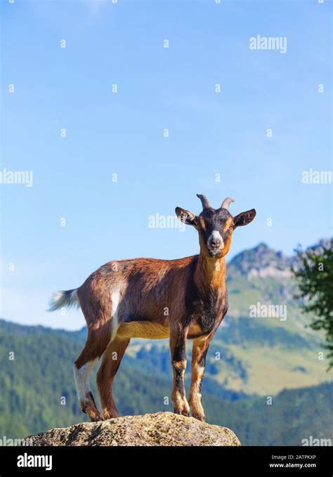 Domestic Goat Capra Aegagrus Hircus Stands On Rock Hi Res Stock