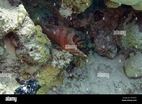 Blacktip Grouper Or Redbanded Grouper Epinephelus Fasciatus In Red