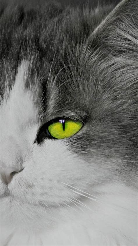 Green Eyed Cat, Green Eyes, Kitten Eyes, Black And White Wallpaper, Free Hd Wallpapers, Cute ...