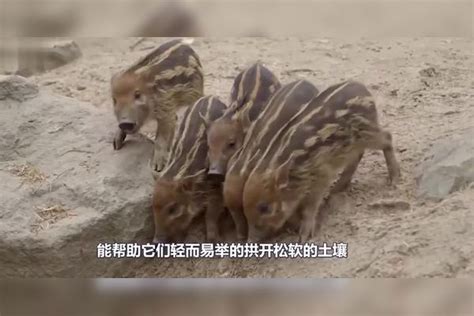 红河猪繁殖能力太强，非洲人们头疼不已，中国吃货安排上了太强人们吃货