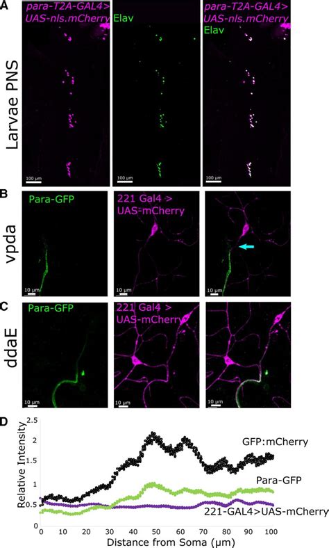 Multipolar Neuron Input Zones