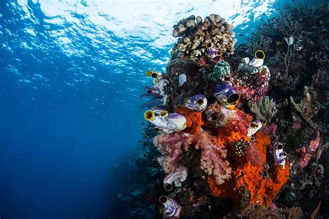 Where Is The Coral Triangle Worldatlas