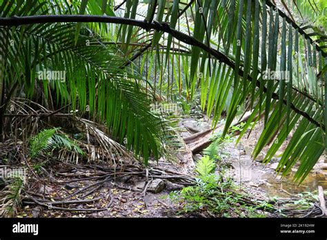 A hiking path through a tropical rainforest jungle tour in Puerto Vallarta Mexico Stock Photo ...