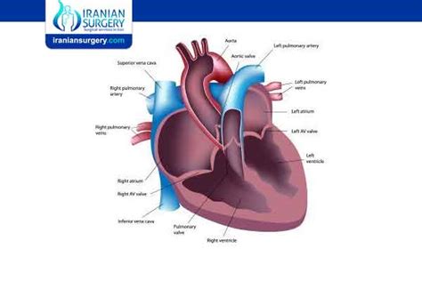 Types of heart surgery | Different types of heart surgery | Review