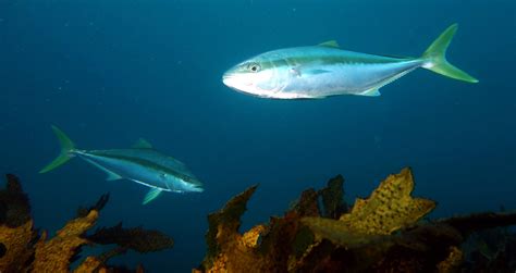 Yellowtail Fish Facts and Nutritional Value