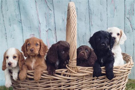 Premium Photo | Portrait of puppies in basket