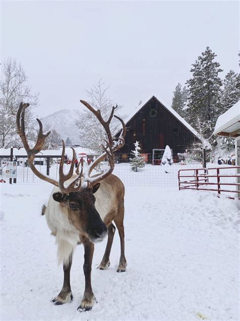 Things to Do in Leavenworth in the Winter