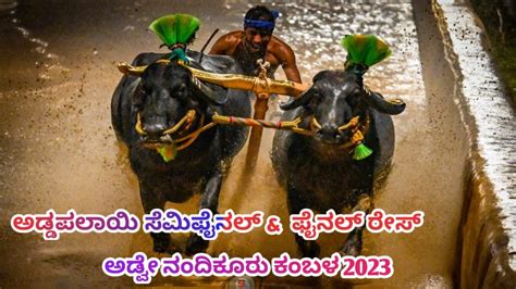 Addapalayi Semi Final And Final Race Adve Nandikoor Kambala 2023