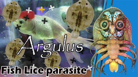 Fish Lice parasite Argulus - treatment - YouTube