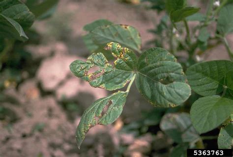 Bacterial Blight On Soybean Bugwoodwiki