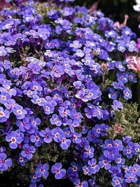 Aubriète Cascade Blue Aubrieta Le Jardin Du Pic Vert