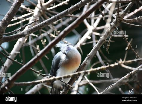 Portland Zoo Photos Stock Photo Alamy