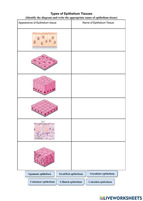 Anatomy Worksheets Epithelial Tissues Answers Printable Worksheets