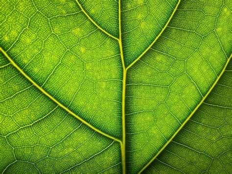 Premium Photo | Green leaf macro