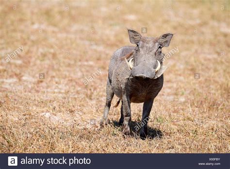 Desert Warthog Phacochoerus Aethiopicus High Resolution Stock