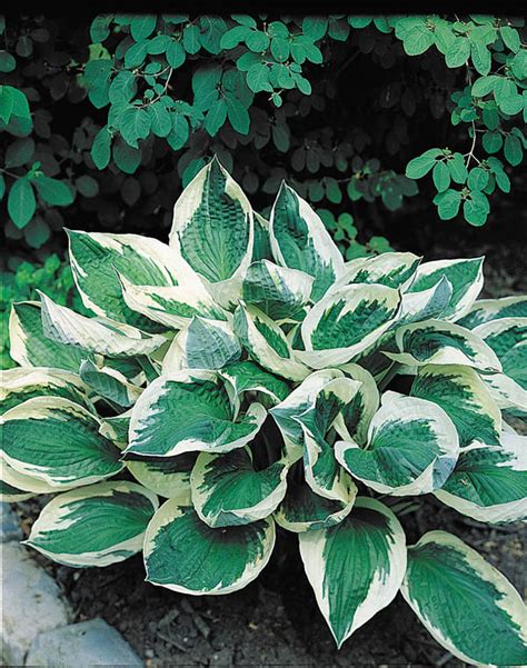 Hosta Patriot Fairweathers Nursery