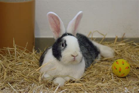 Luna Und Maya Tierheim Dorf Mecklenburg