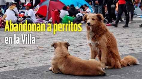 Abandonan A Perritos En La Villa YouTube