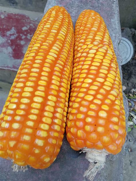 Flint Cornfruit Food Vegetable 23581128 Stock Photo At Vecteezy