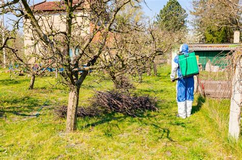 Back View On Gardener In Protective Overall Sprinkles Fruit Trees With