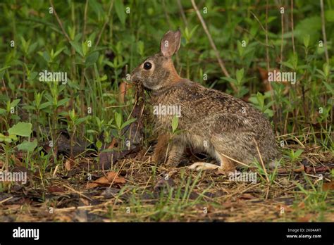 Eastern Cottontail Sylvilagus Floridanus Gathering Nesting Materials