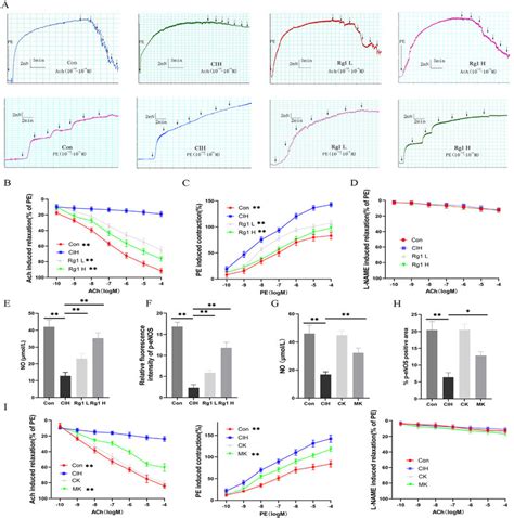 Ginsenoside Rg1 And Calpain 1 Knockout Protected Against CIH Induced