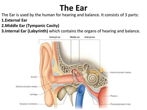 Ppt The Ear Powerpoint Presentation Free Download Id 1424610