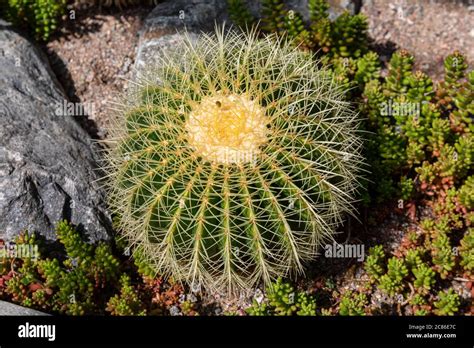 Echinocactus Grusonii Popularly Known As The Golden Barrel Cactus Golden Ball Or Mother In Law