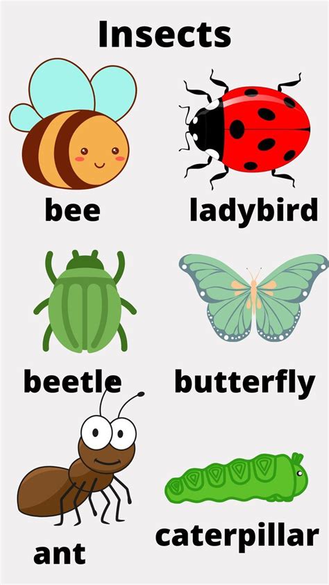 Some English Vocabulary Words For Bugs And Insects With Pictures