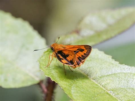 Telicota Ternatensis From Bantimurung National Park South Sulawesi