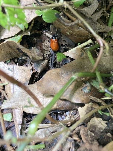 Genus Siemssenius · iNaturalist