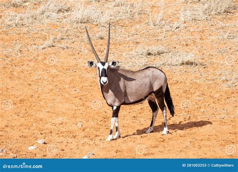 Gemsbok Antelope Stock Image Image Of Africa Oryx