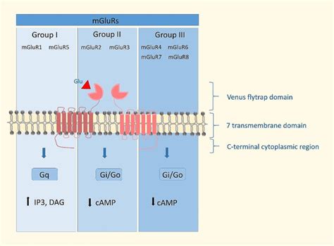 Interactions Between Metabotropic Glutamate And Cb Receptors