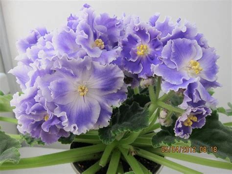 Фиалка Фото Шамаханская Царица – Telegraph