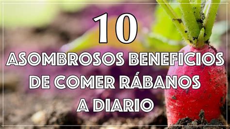 Descubre los 10 Asombrosos Beneficios de Comer Rábanos a Diario Salud