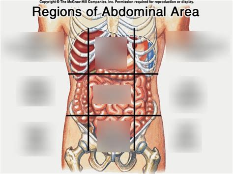 Regions of the abdomen Diagram | Quizlet