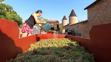 Quelle Est La Couleur Du Raisin Chasselas