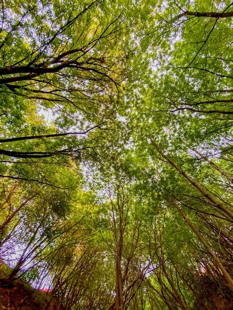 Mirando hacia el dosel de un árbol alto en el bosque Foto Premium