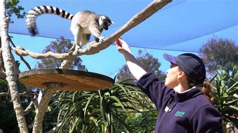 Melbourne Zoo - tickets, prices, discounts, keeper talks, animals